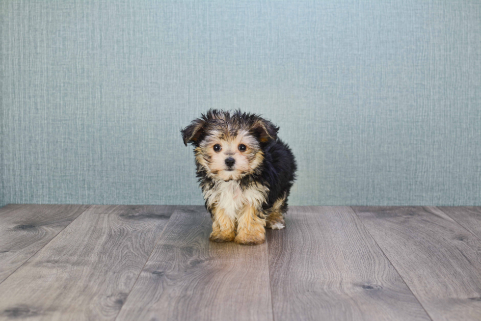 Morkie Pup Being Cute