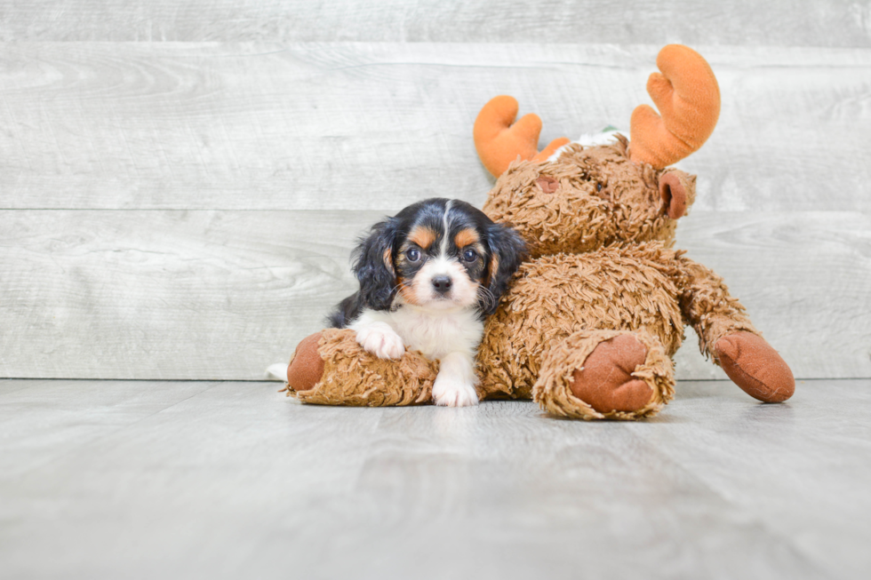 Friendly Cavalier King Charles Spaniel Baby