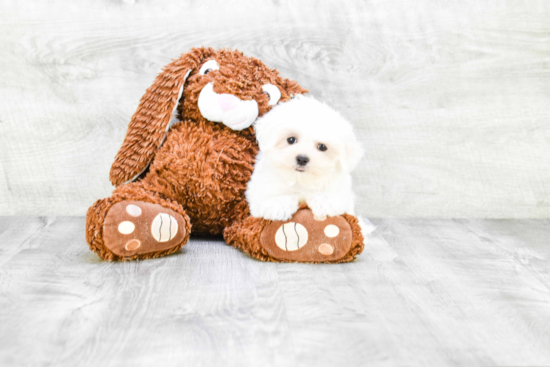 Funny Maltese Baby