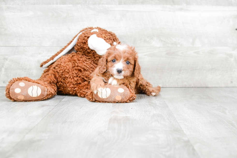 Hypoallergenic Cavoodle Poodle Mix Puppy