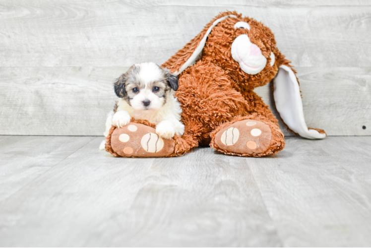 Cute Teddy Bear Baby