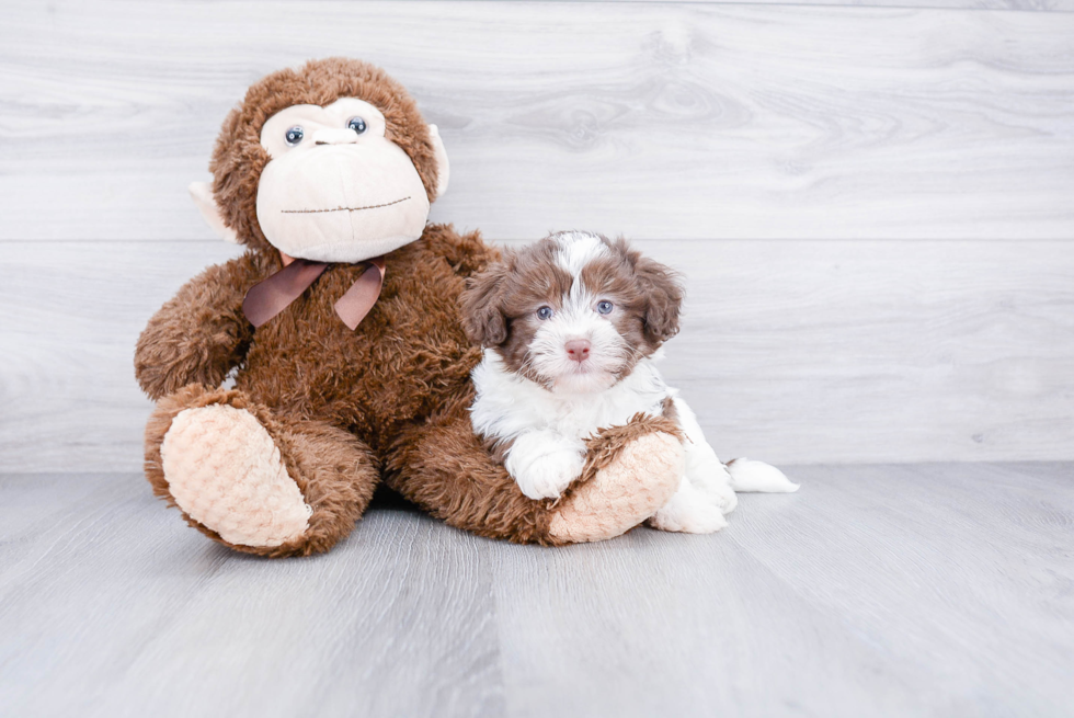 Friendly Havanese Baby