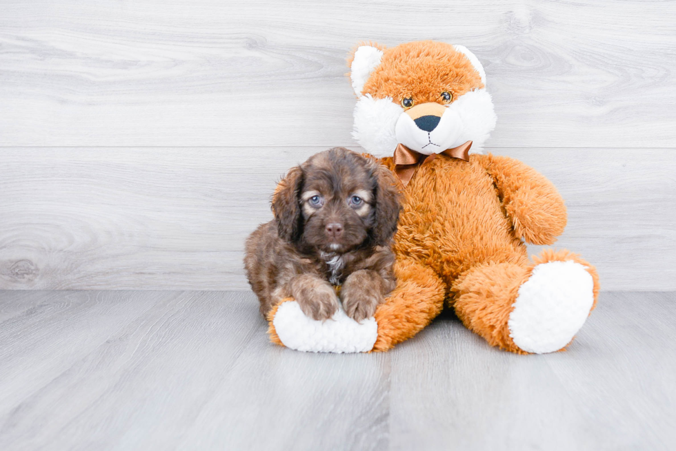 Friendly Cockapoo Baby