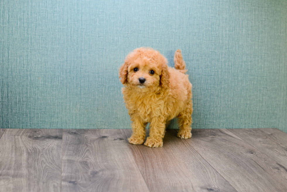 Cavapoo Pup Being Cute