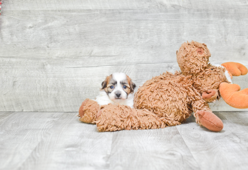 Teddy Bear Pup Being Cute