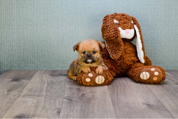 Brussels Griffon Puppy for Adoption