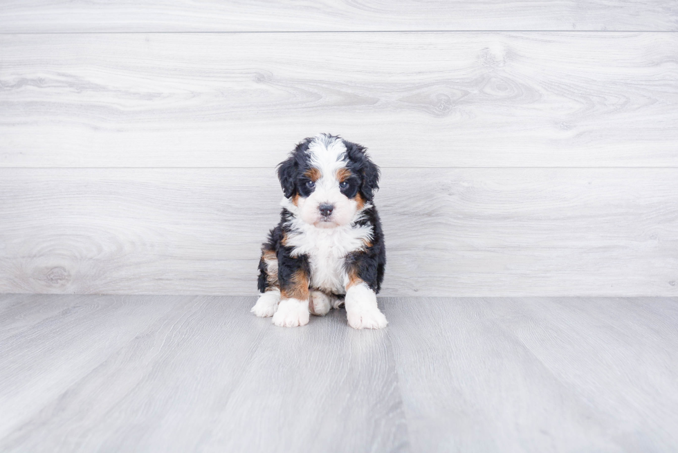 Best Mini Bernedoodle Baby