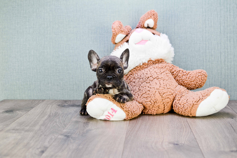 French Bulldog Puppy for Adoption