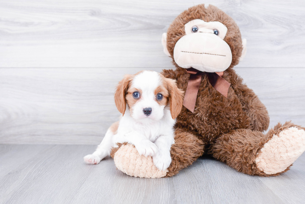 Best Cavalier King Charles Spaniel Baby