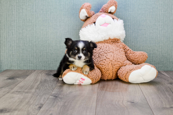 Cute Chihuahua Mix Pup