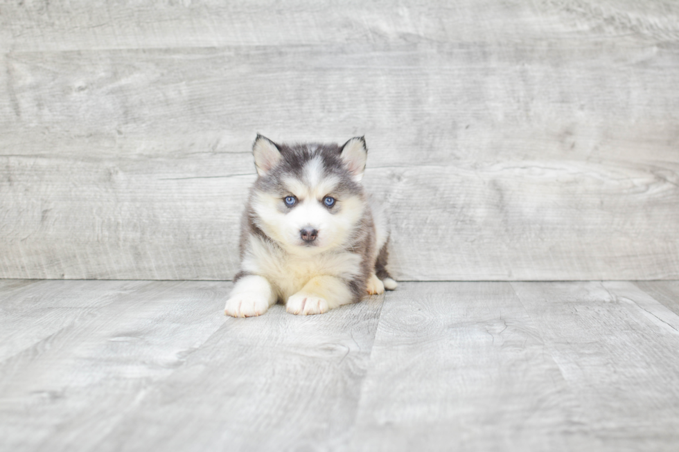 Adorable Mini Husky Designer Puppy