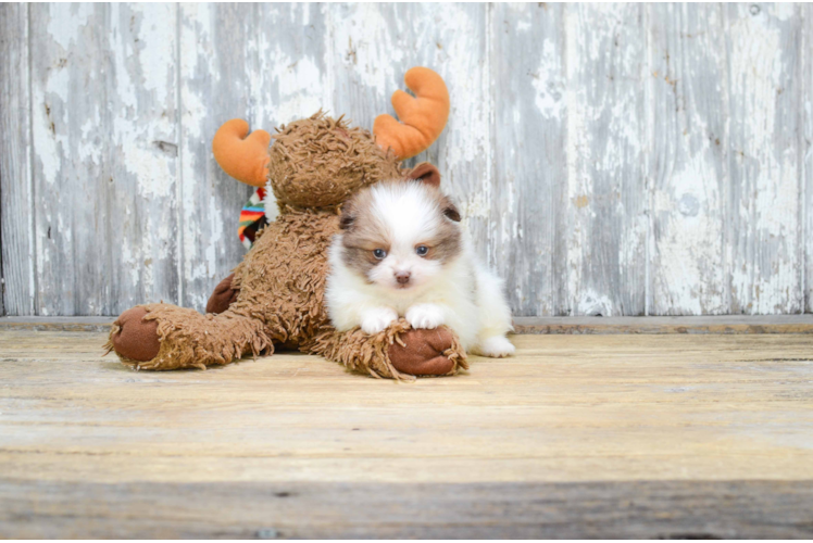 Pomeranian Puppy for Adoption