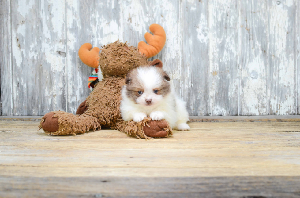 Pomeranian Puppy for Adoption