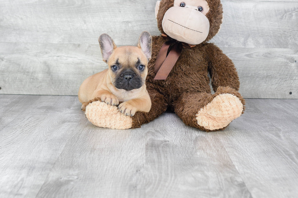 Petite Frenchie Purebred Puppy