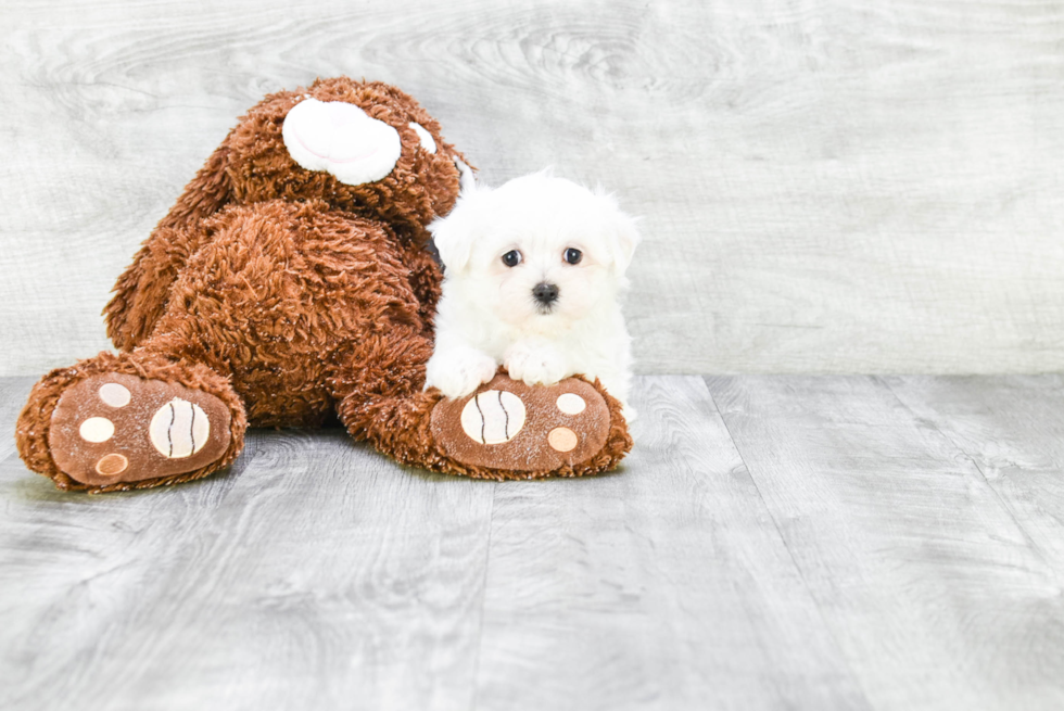 Sweet Maltese Purebred Puppy