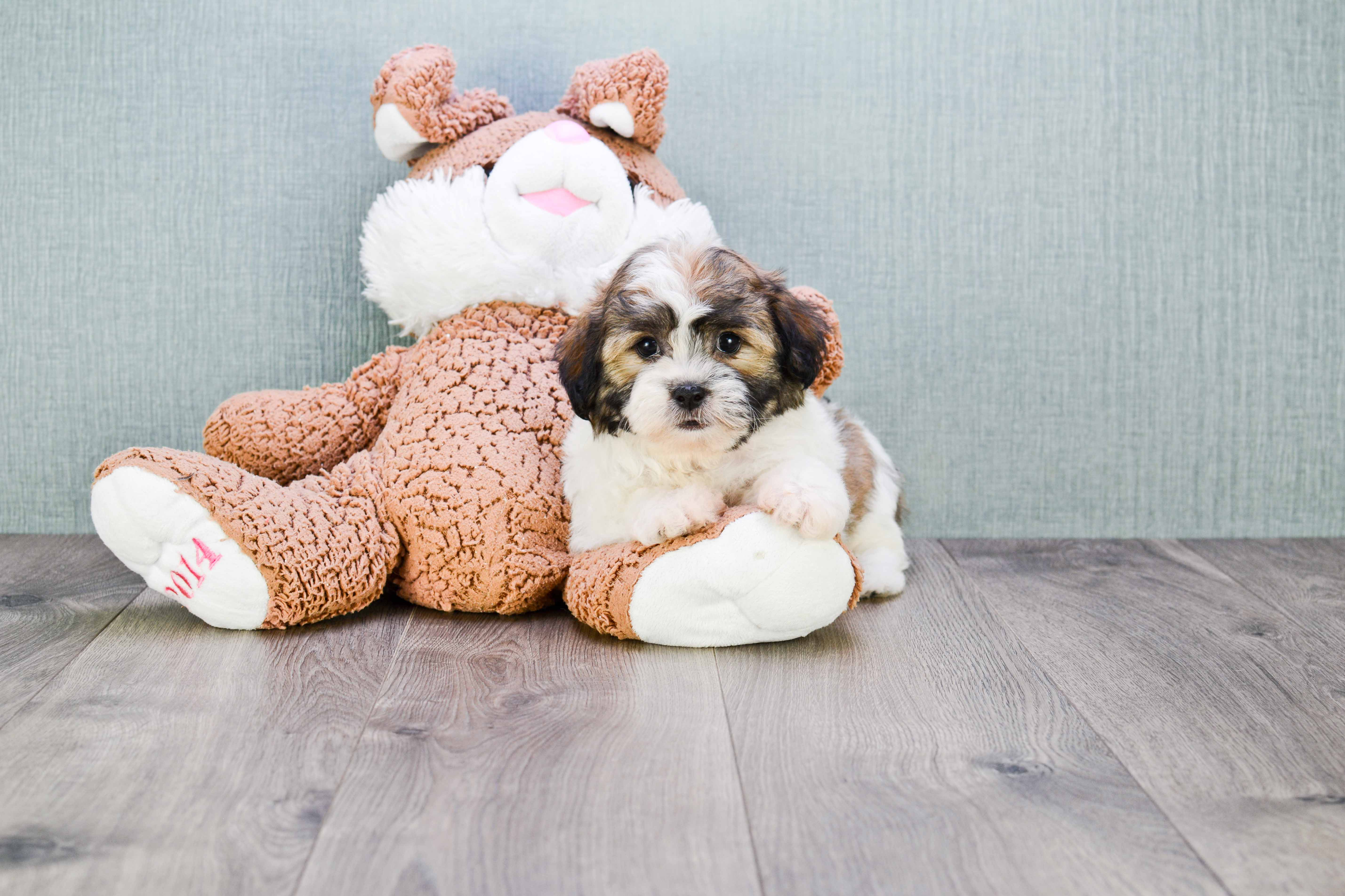 Teddy Bear Pup Being Cute