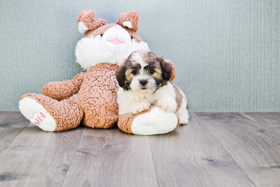 Teddy Bear Pup Being Cute