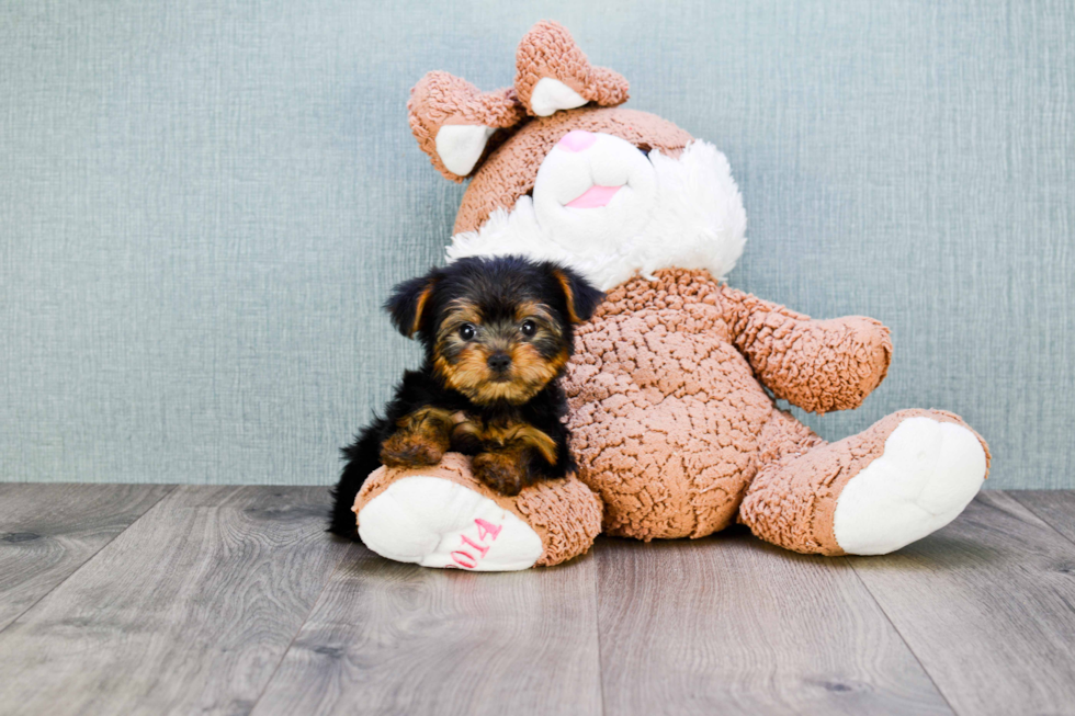 Meet Timmy - our Yorkshire Terrier Puppy Photo 