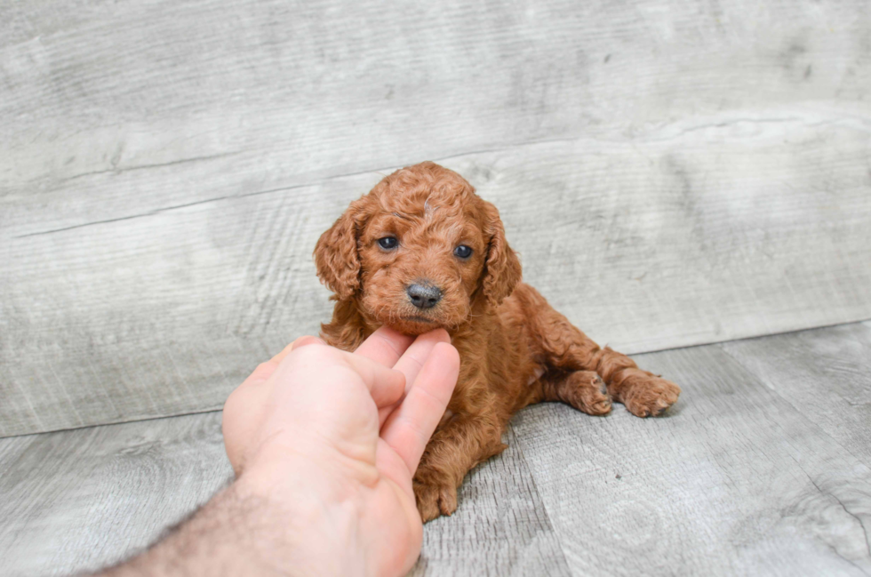 Mini Goldendoodle Puppy for Adoption