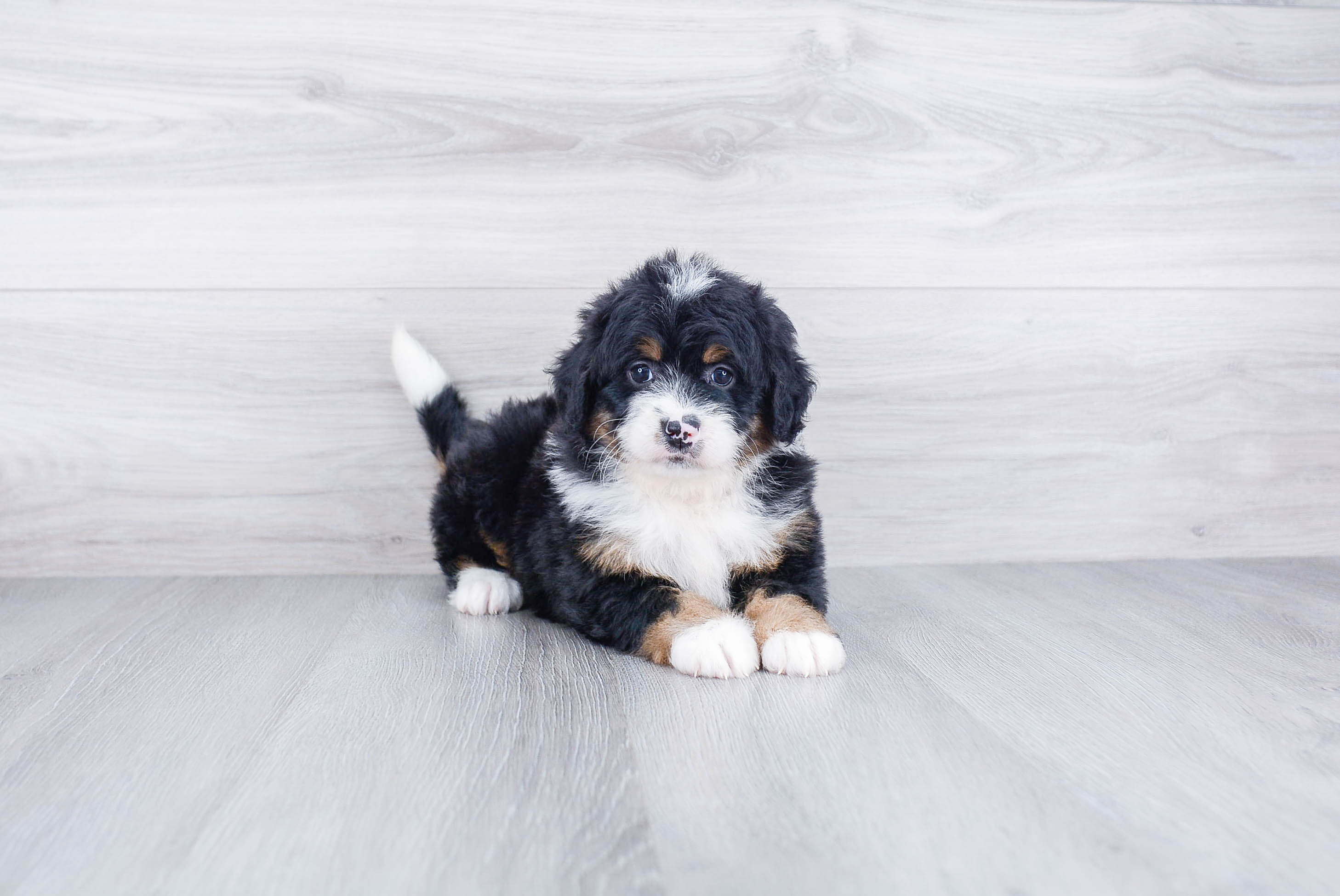 Mini Bernedoodle Puppy for Adoption