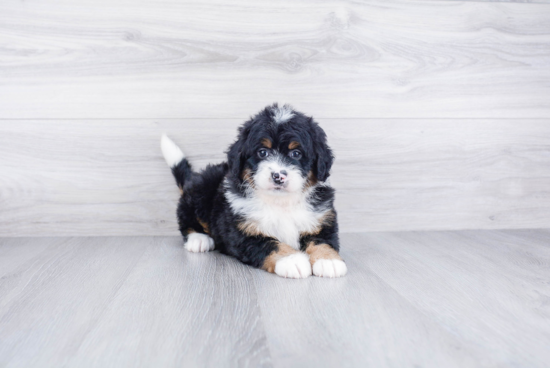 Mini Bernedoodle Puppy for Adoption