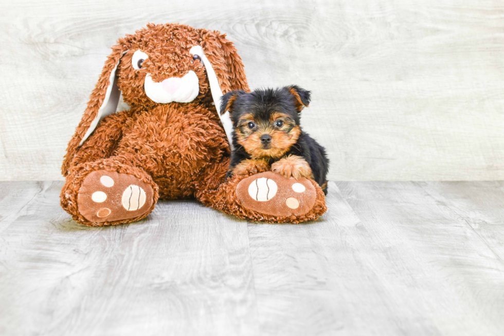 Meet Joey - our Yorkshire Terrier Puppy Photo 