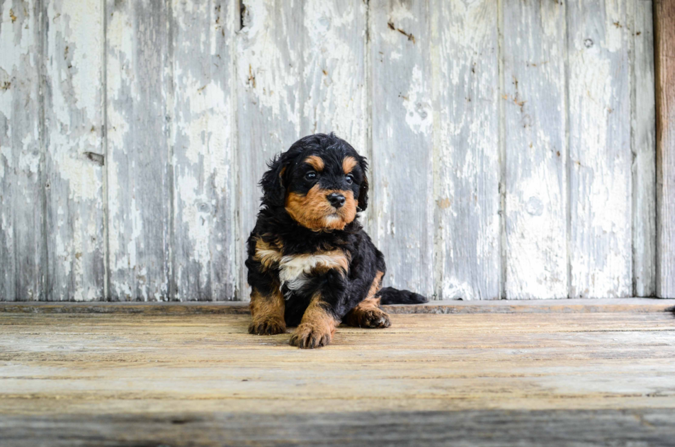 Playful Mini Berniedoodle Poodle Mix Puppy