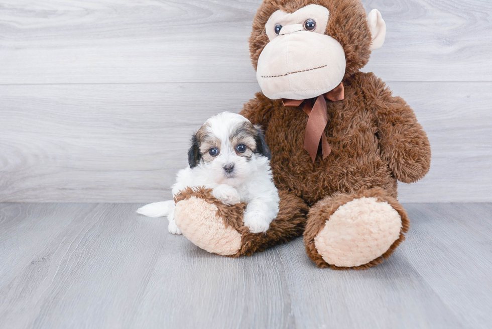 Funny Teddy Bear Designer Pup