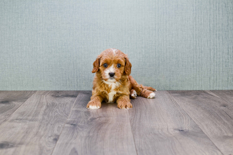 Cavapoo Pup Being Cute