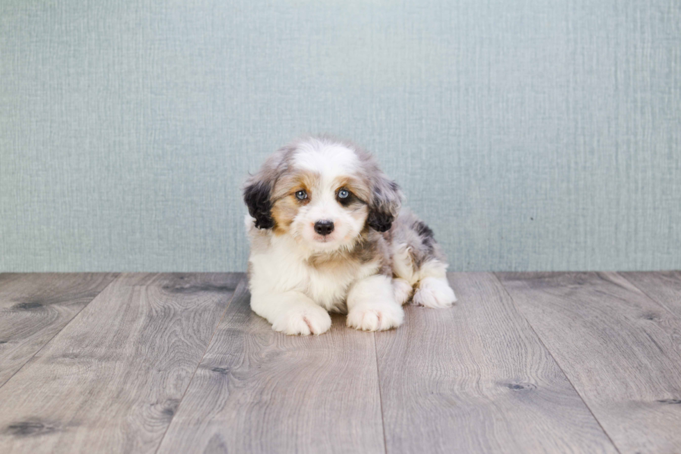 Mini Aussiedoodle Pup Being Cute