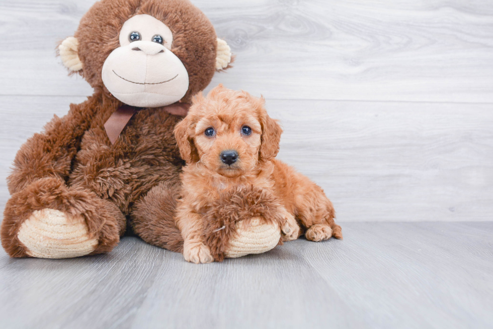 Best Mini Goldendoodle Baby