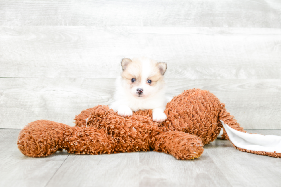 Small Pomeranian Purebred Pup