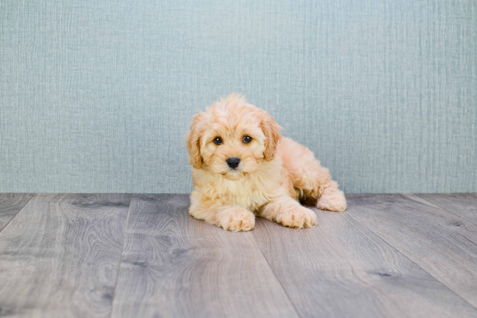 Smart Cavapoo Poodle Mix Pup