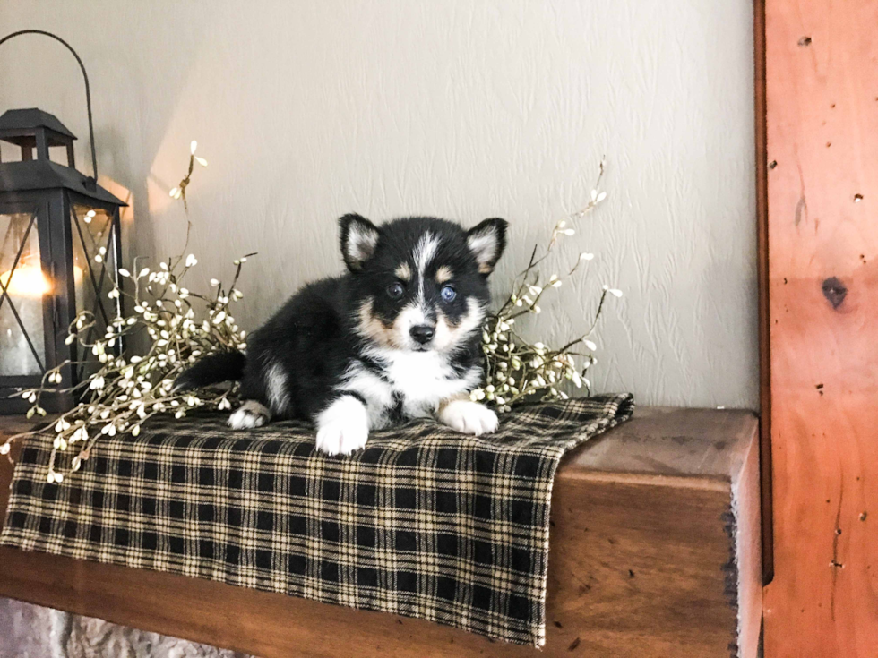 Pomsky Puppy for Adoption