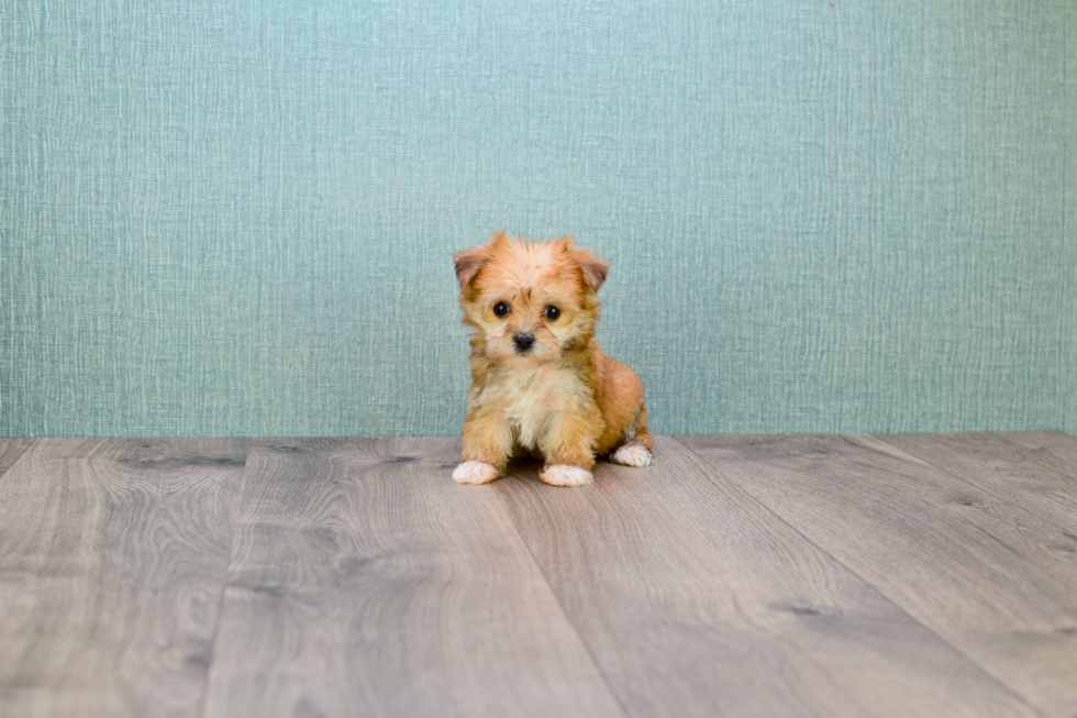 Morkie Pup Being Cute