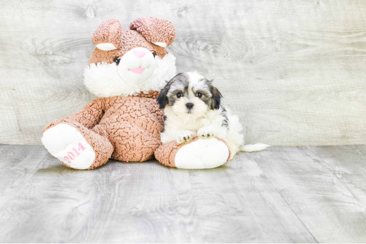 Teddy Bear Pup Being Cute