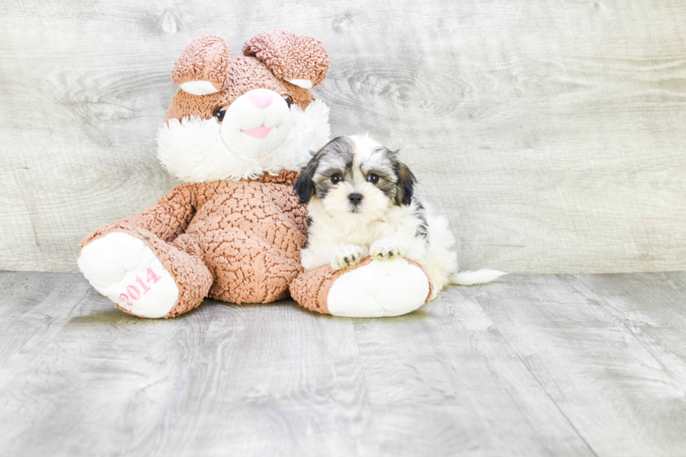 Teddy Bear Pup Being Cute