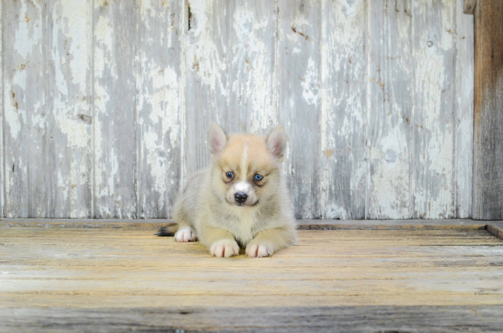 Best Pomsky Baby