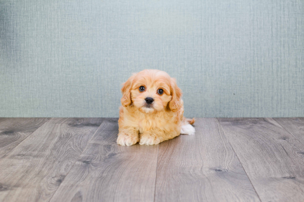 Energetic Cavoodle Poodle Mix Puppy