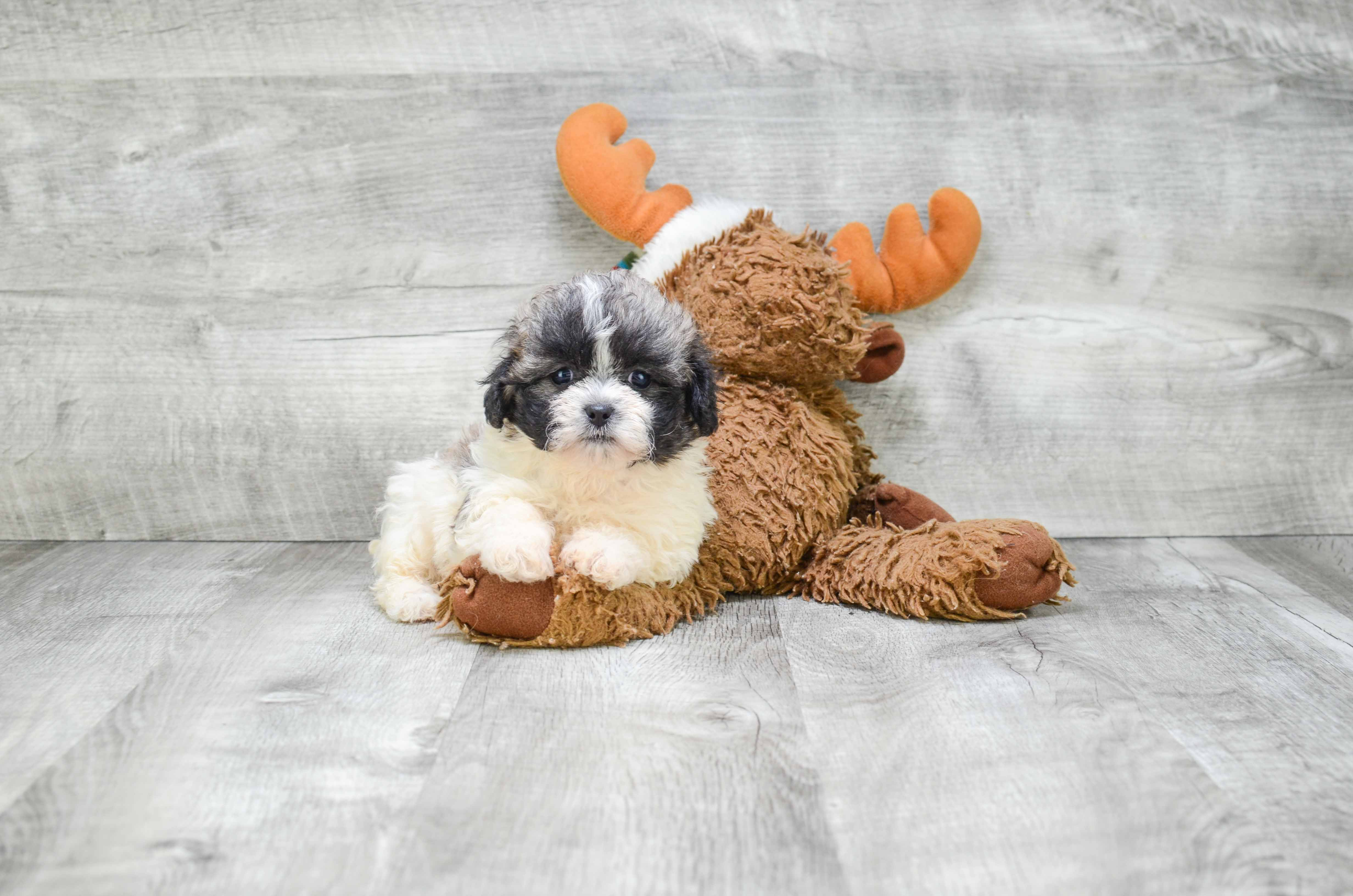 Cute Teddy Bear Baby
