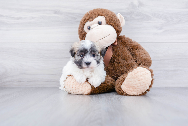 Funny Havanese Purebred Pup
