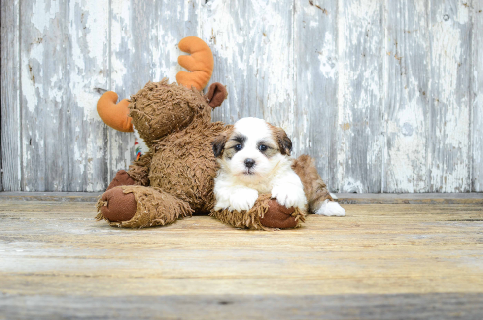 Teddy Bear Pup Being Cute