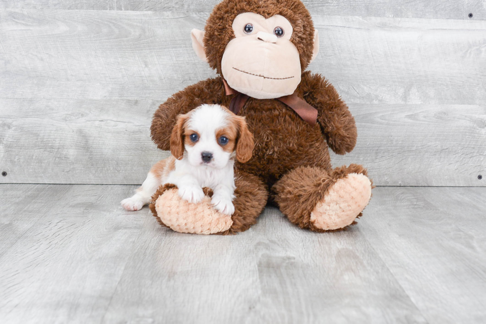 Cavalier King Charles Spaniel Pup Being Cute