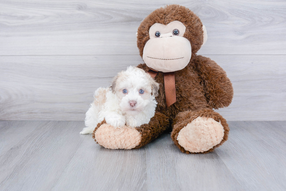 Cute Havanese Purebred Puppy