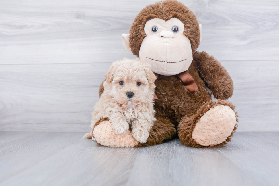 Little Maltese Poodle Poodle Mix Puppy