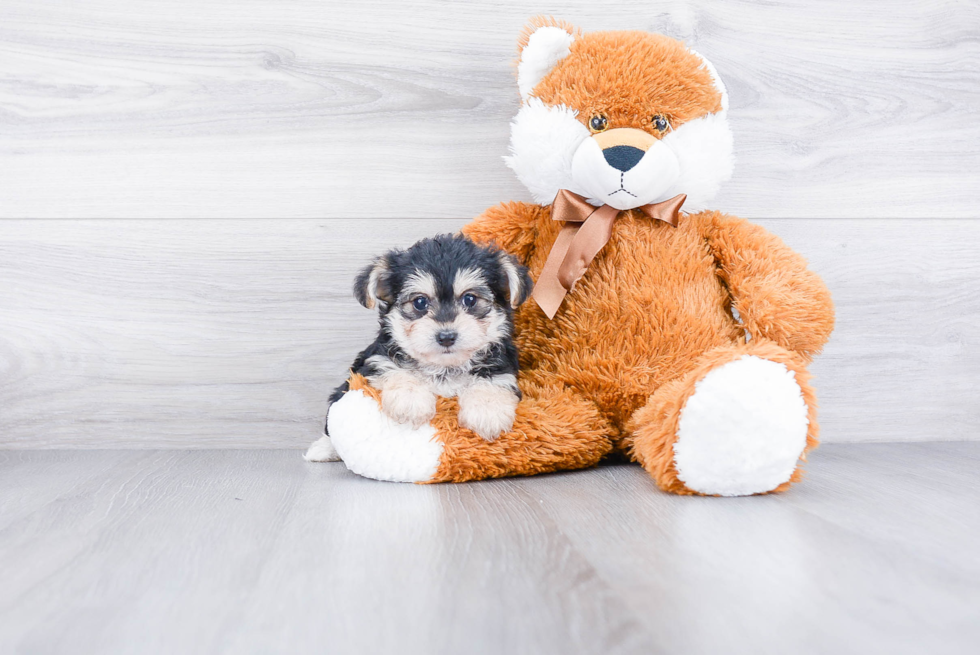 Adorable Yorkie Designer Puppy