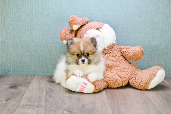 Best Pomeranian Baby