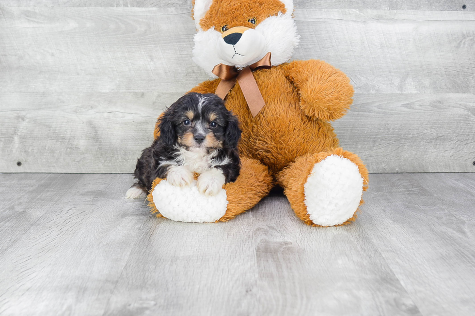 Funny Mini Aussiedoodle Poodle Mix Pup