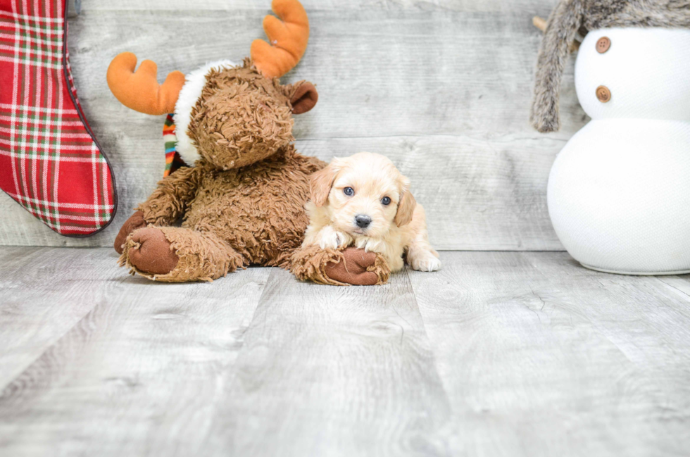 Energetic Cavalier Designer Puppy