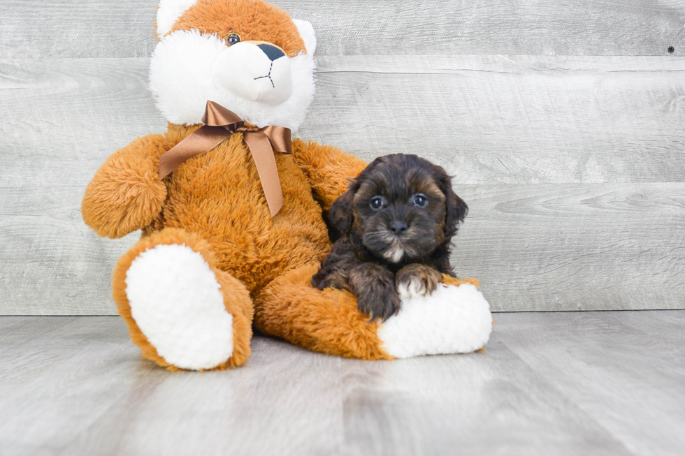 Happy Teddy Bear Baby